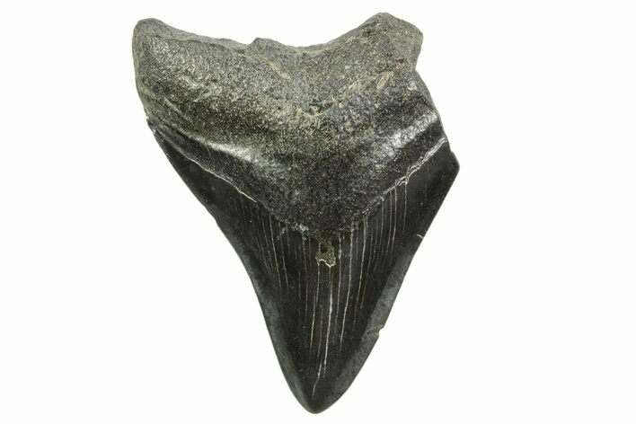 Bargain, Megalodon Tooth - South Carolina #375971